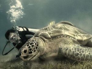 Dünya'dan sıradışı resimler