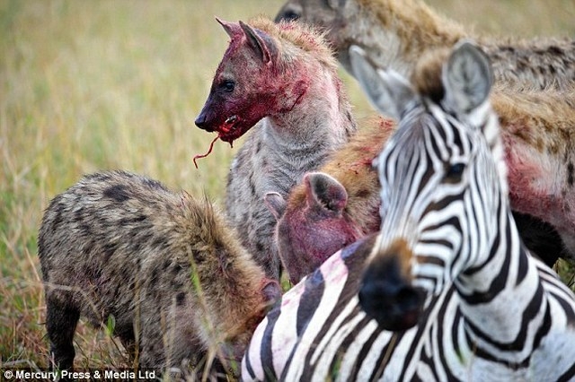 Aç sırtlanların gazabı Zebra'nın sonu oldu galerisi resim 2