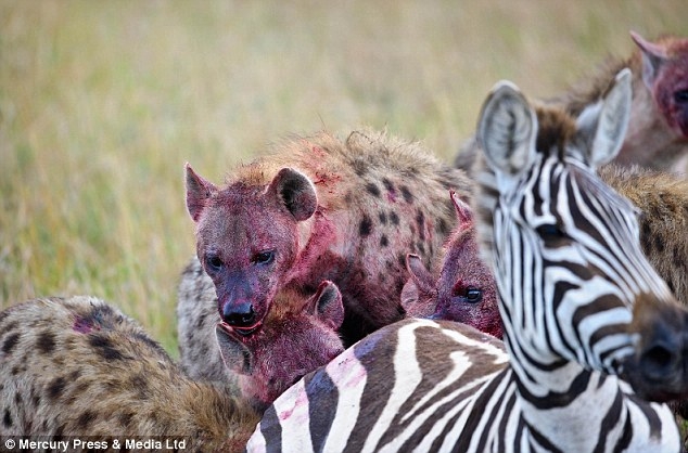 Aç sırtlanların gazabı Zebra'nın sonu oldu galerisi resim 7
