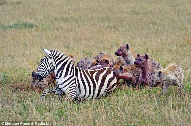 Aç sırtlanların gazabı Zebra'nın sonu oldu galerisi resim 8