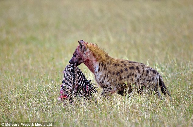 Aç sırtlanların gazabı Zebra'nın sonu oldu galerisi resim 9