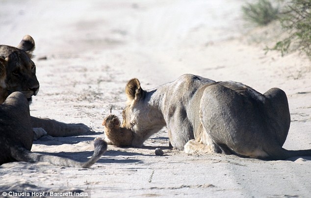 Aslanlar arasında cesur kedi! galerisi resim 10