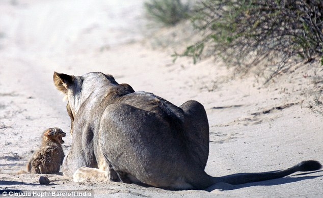 Aslanlar arasında cesur kedi! galerisi resim 2