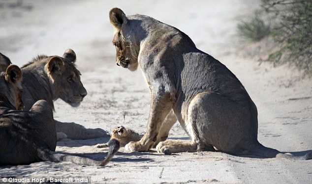 Aslanlar arasında cesur kedi! galerisi resim 3
