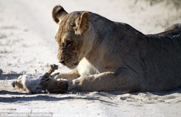 Aslanlar arasında cesur kedi! galerisi resim 7