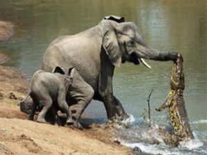 En ilginç komik resimler