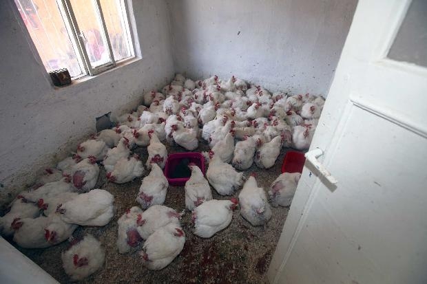 Bunları yiyormuşuz galerisi resim 3