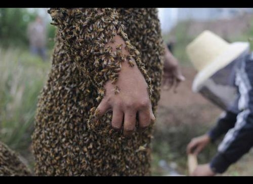 Vücudunu tam 50 bin arıyla kapladı galerisi resim 13