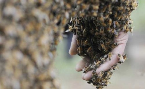 Vücudunu tam 50 bin arıyla kapladı galerisi resim 9