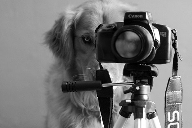 "Bir Köpeğin Günlük Macerası" galerisi resim 10