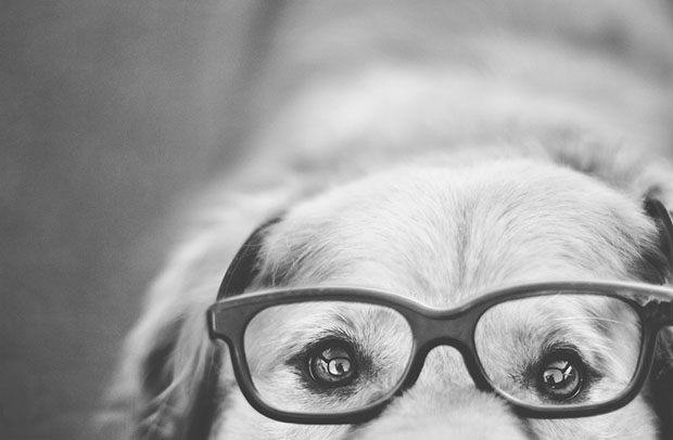 "Bir Köpeğin Günlük Macerası" galerisi resim 6