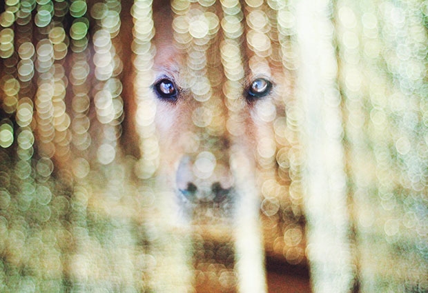 "Bir Köpeğin Günlük Macerası" galerisi resim 8