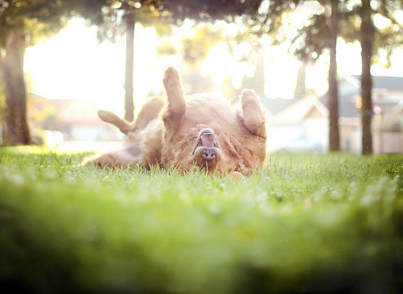 "Bir Köpeğin Günlük Macerası" galerisi resim 9