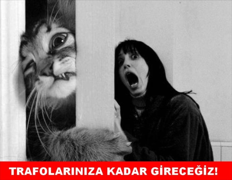 İşte kedi lobisi galerisi resim 1