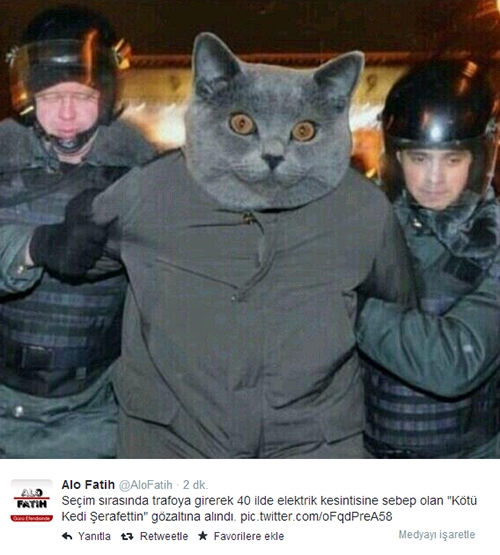 İşte kedi lobisi galerisi resim 10