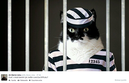 İşte kedi lobisi galerisi resim 11