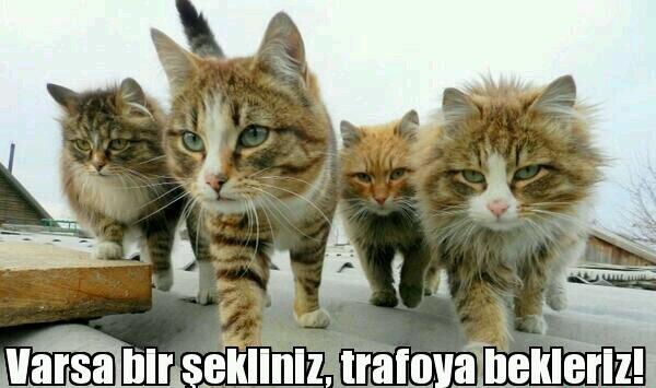 İşte kedi lobisi galerisi resim 12