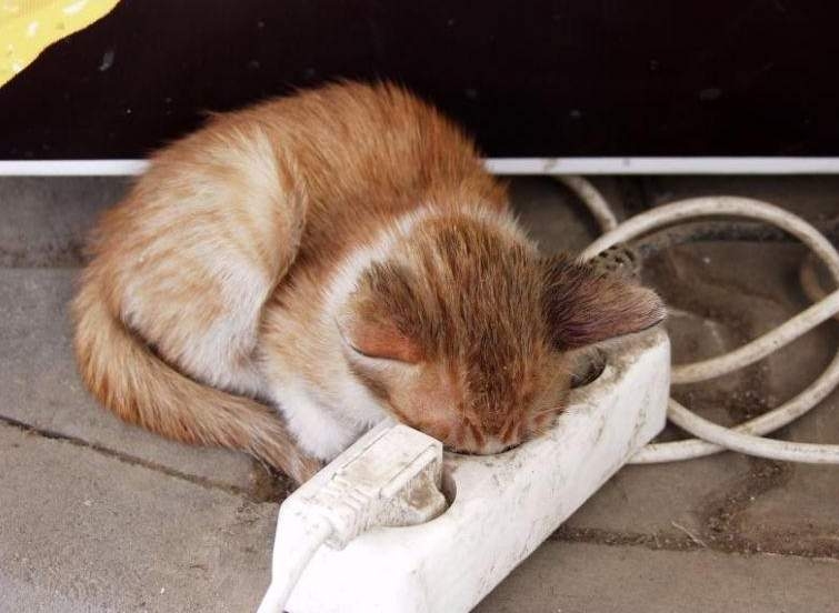 İşte kedi lobisi galerisi resim 2