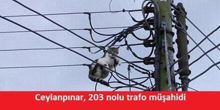 İşte kedi lobisi galerisi resim 3