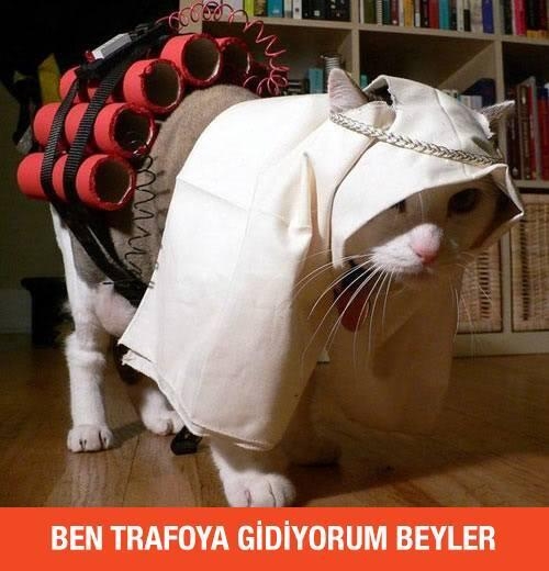 İşte kedi lobisi galerisi resim 4