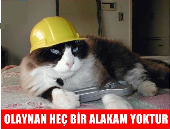 İşte kedi lobisi galerisi resim 5