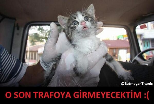 İşte kedi lobisi galerisi resim 6