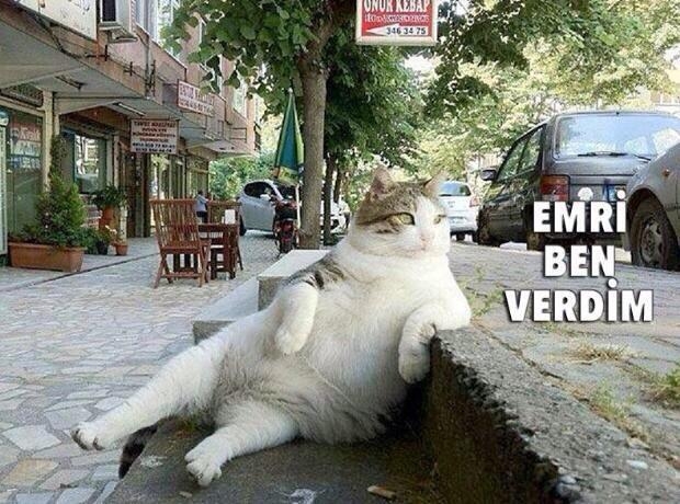 İşte kedi lobisi galerisi resim 7