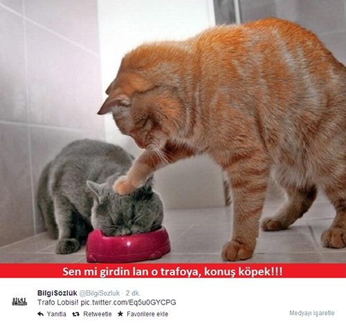 İşte kedi lobisi galerisi resim 8