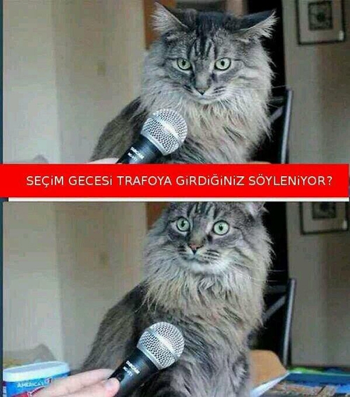 İşte kedi lobisi galerisi resim 9