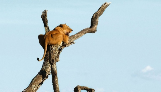 Korkudan bakın ne yaptı galerisi resim 4