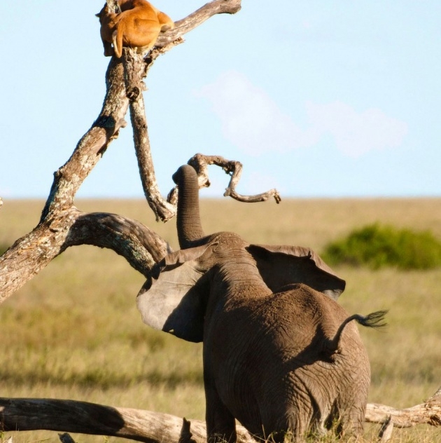 Korkudan bakın ne yaptı galerisi resim 5