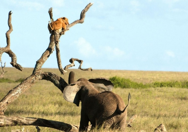 Korkudan bakın ne yaptı galerisi resim 6