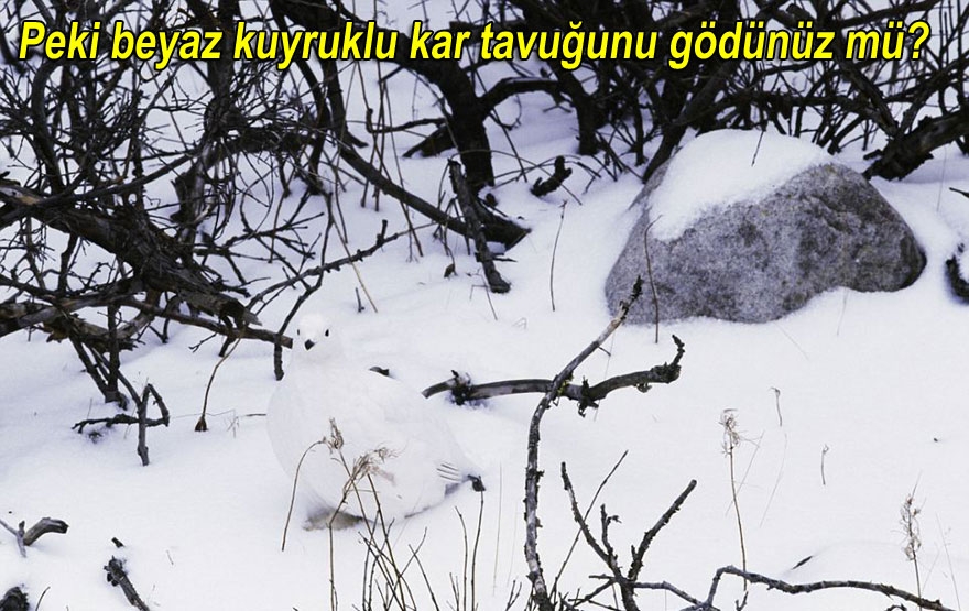 Onları siz de göremeyeceksiniz! galerisi resim 24