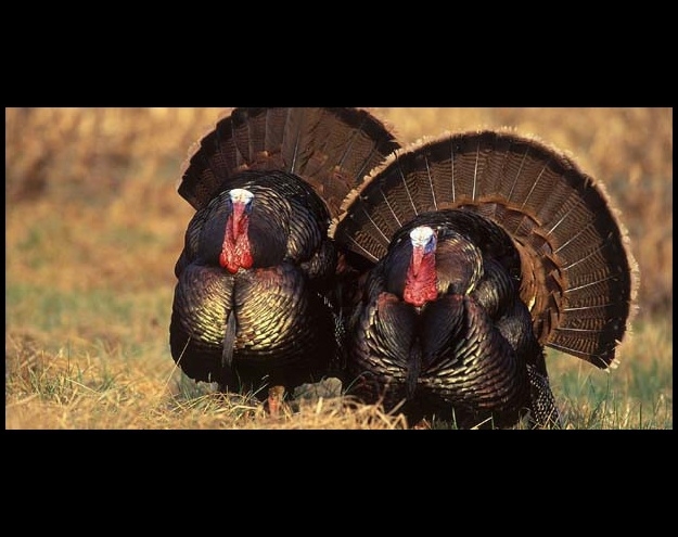 Tarihin en sıradışı deneyleri galerisi resim 10