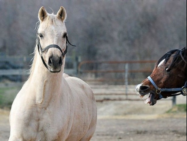 Fotograf meraklısı atlar galerisi resim 3