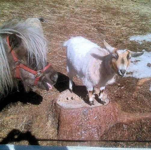 Fotograf meraklısı atlar galerisi resim 5