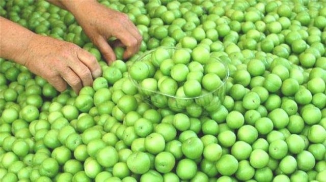 Yeşil eriğin faydaları galerisi resim 9