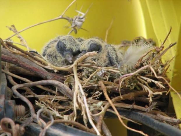 TIR'ına yuva yapan kuşun yuvasını bozmadı galerisi resim 10