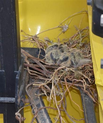 TIR'ına yuva yapan kuşun yuvasını bozmadı galerisi resim 4