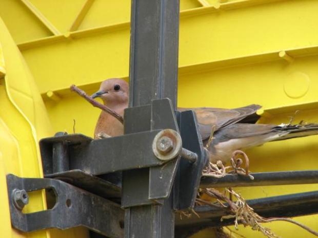 TIR'ına yuva yapan kuşun yuvasını bozmadı galerisi resim 8