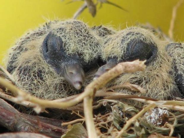 TIR'ına yuva yapan kuşun yuvasını bozmadı galerisi resim 9
