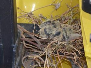 TIR'ına yuva yapan kuşun yuvasını bozmadı