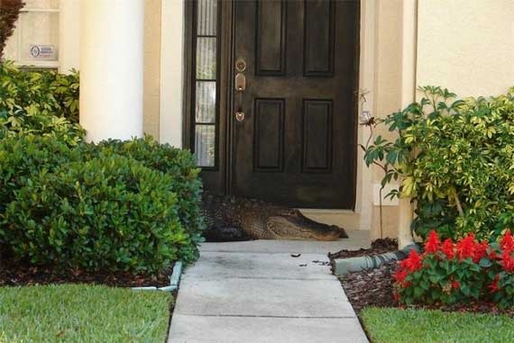 Davetsiz misafir galerisi resim 10