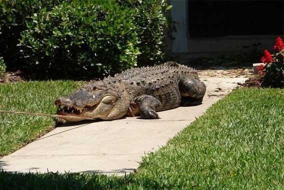 Davetsiz misafir galerisi resim 11