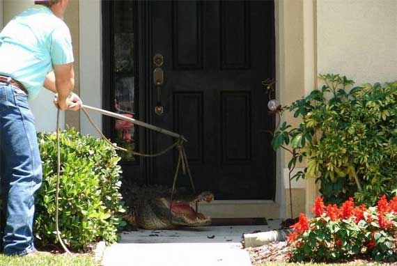 Davetsiz misafir galerisi resim 12