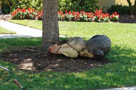 Davetsiz misafir galerisi resim 13