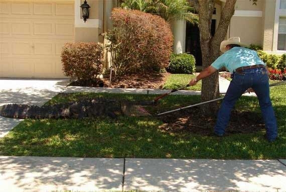 Davetsiz misafir galerisi resim 14