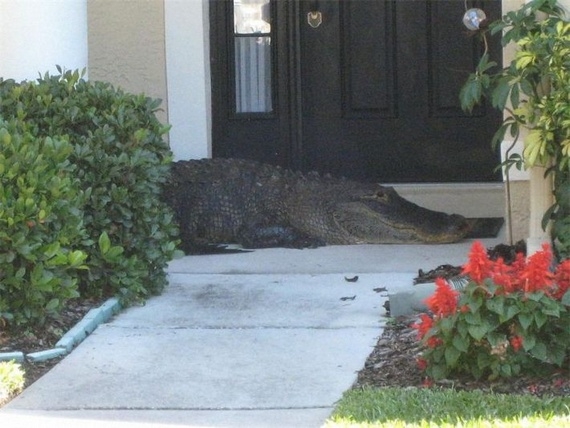 Davetsiz misafir galerisi resim 2