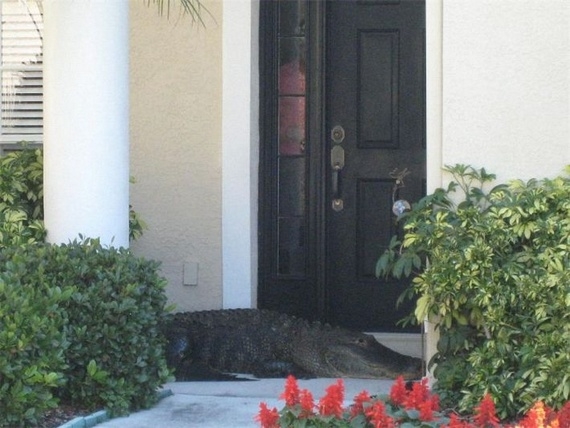 Davetsiz misafir galerisi resim 5