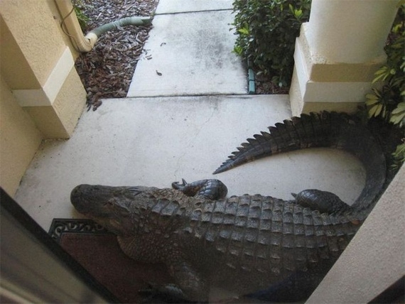 Davetsiz misafir galerisi resim 6